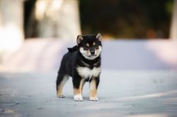 picture of dog