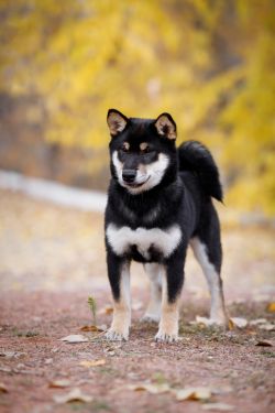 picture of dog