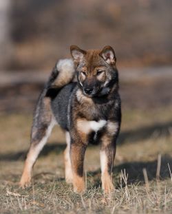picture of dog