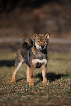 picture of dog