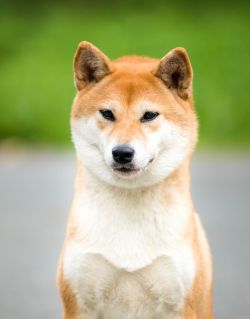 picture of dog