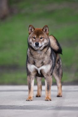 picture of dog
