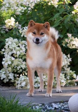 picture of dog