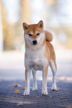 picture of dog