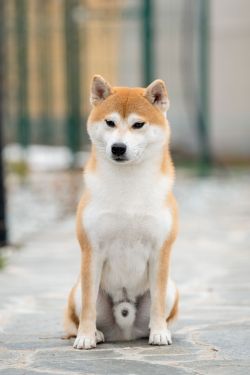 picture of dog