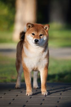 picture of dog