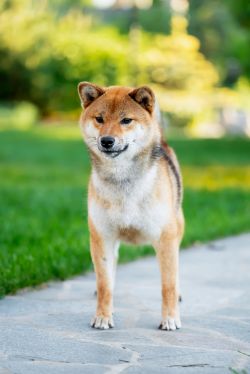 picture of dog