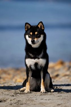 picture of dog