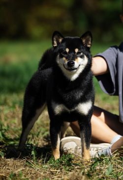 picture of dog