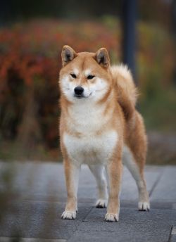 picture of dog