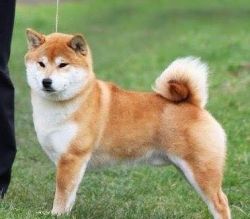 picture of dog