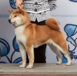 picture of dog