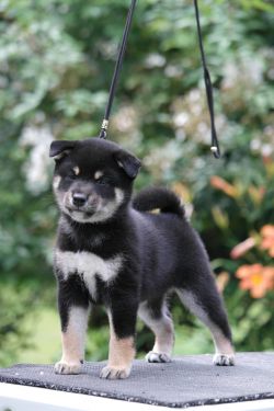 picture of dog
