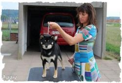 picture of dog