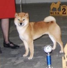 picture of dog