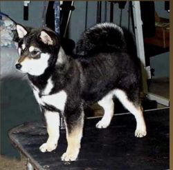 picture of dog