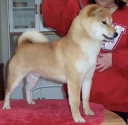 picture of dog