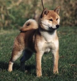 picture of dog