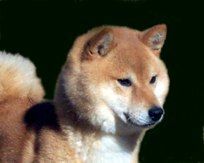 picture of dog