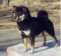 picture of dog