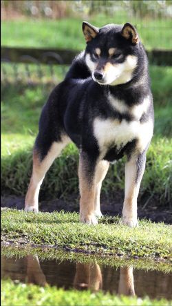 picture of dog