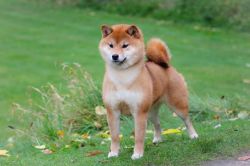 picture of dog