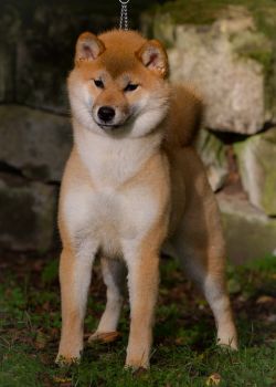 picture of dog