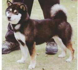 picture of dog