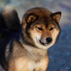 picture of dog