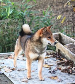 picture of dog
