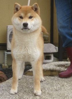 picture of dog