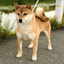 picture of dog