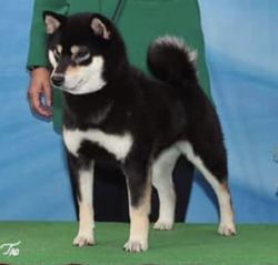 picture of dog