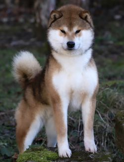 picture of dog