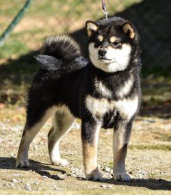 picture of dog