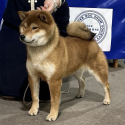picture of dog