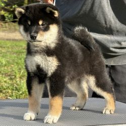 picture of dog