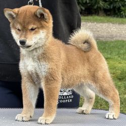 picture of dog