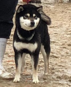 picture of dog