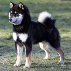 picture of dog