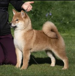 picture of dog
