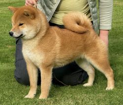 picture of dog