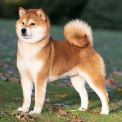 picture of dog