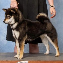 picture of dog