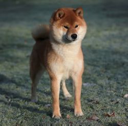 picture of dog