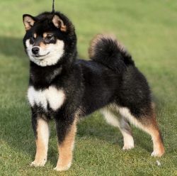 picture of dog