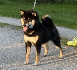 picture of dog