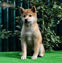 picture of dog