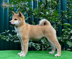 picture of dog