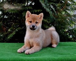 picture of dog